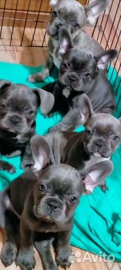 Французский бульдог голубой