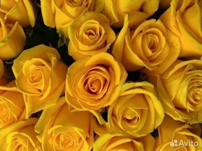 Живые розы цветы