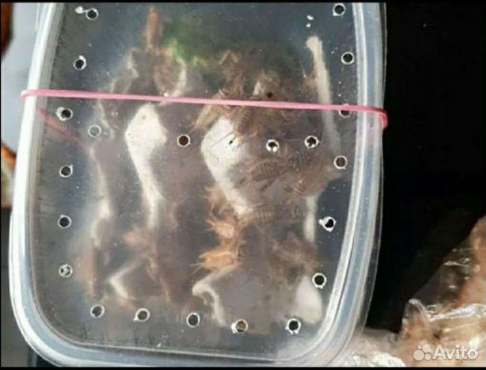 Кормовые.насекомые