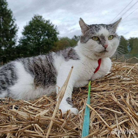 Атаману нужен дом