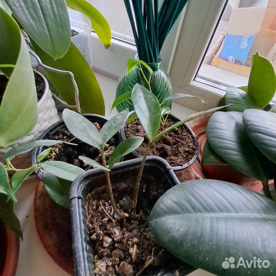 Замиокулькас