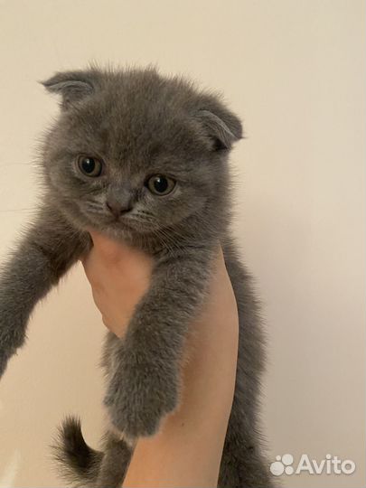 Шотладские вислоухие котята