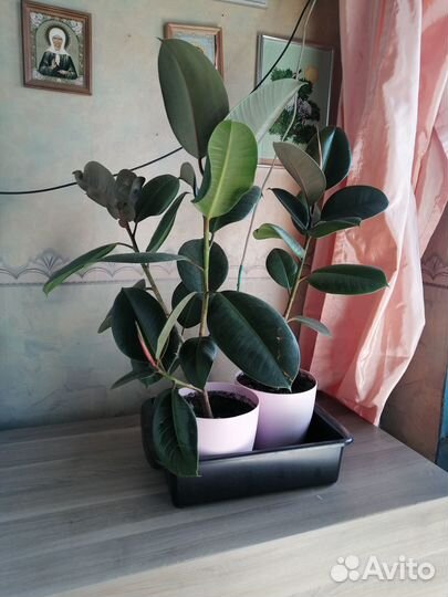 Цветы домашние в горшках