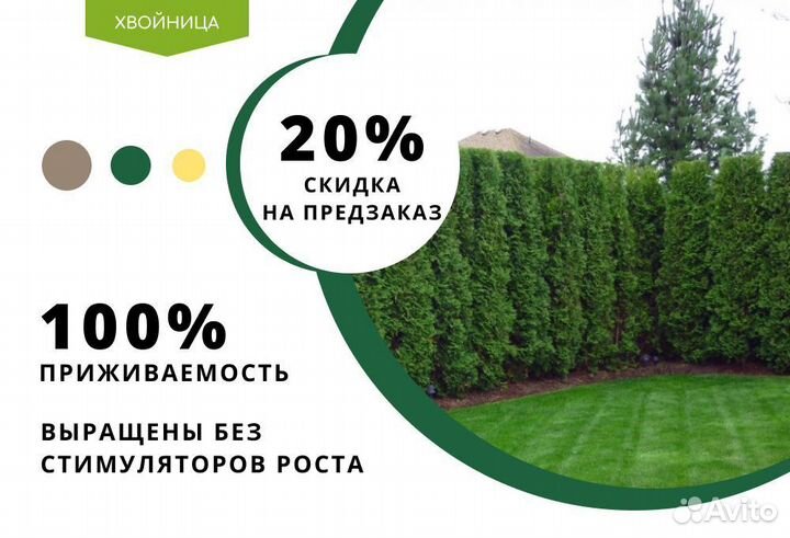 Туя в ассортименте:Брабант,Смарагд,Колумна