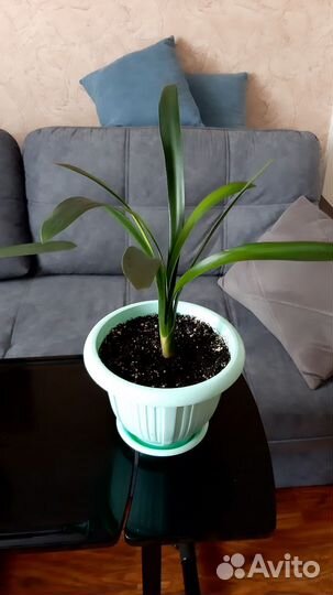 Комнатные цветы кливия