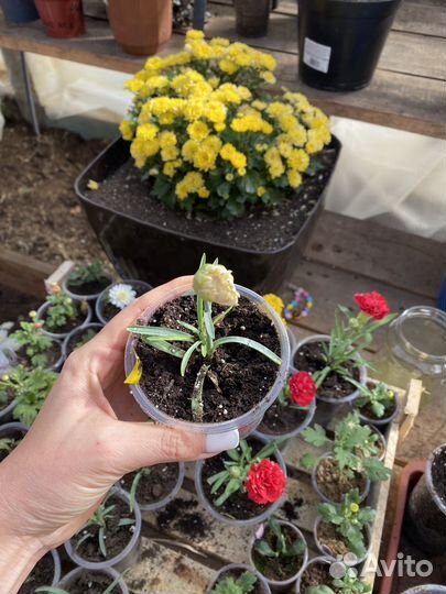 Гвоздика вегетативная махровая