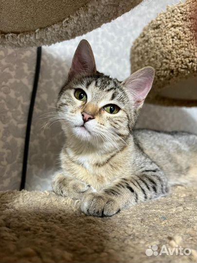 Кошки в добрые руки