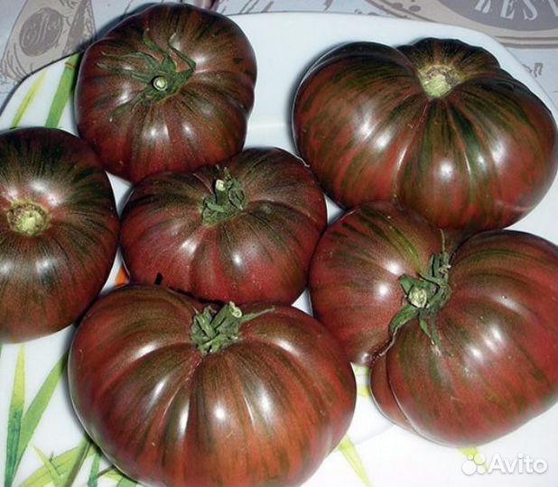 Рассада томатов «гномов»