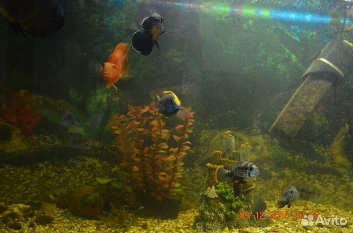 Аквариум панорамный Juwel 180 л