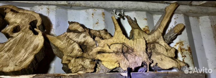 Каповый тополь