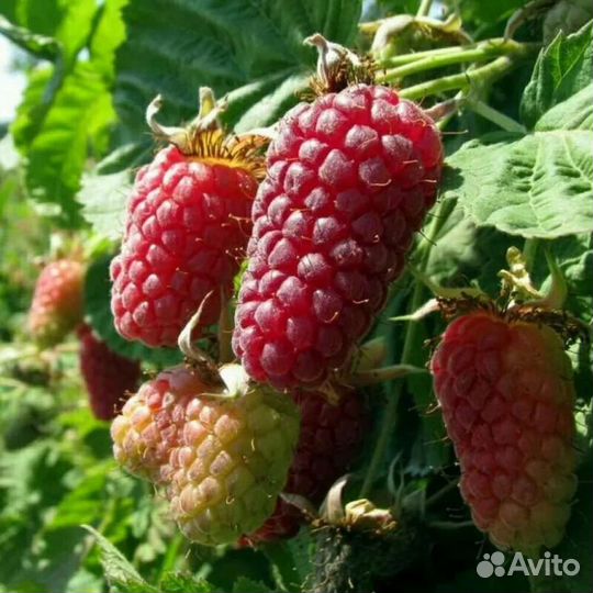 Ежемалина Логанберри, Северные саженцы