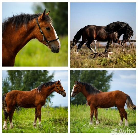 Владимирские тяжеловозы, импорт.упряжные породы
