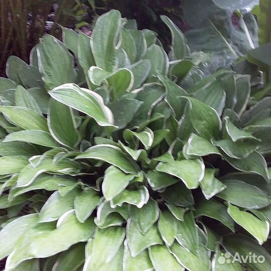 Многолетние растения