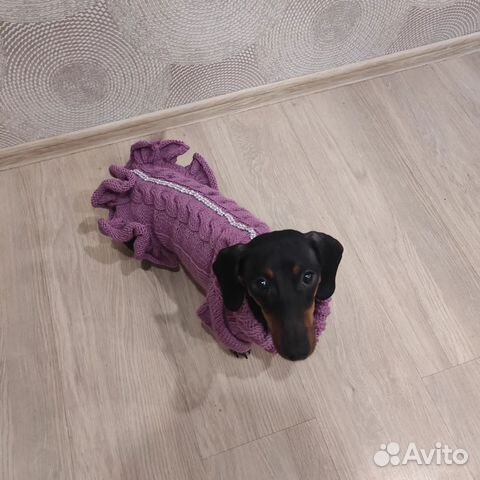 Одежда для собак и кошек