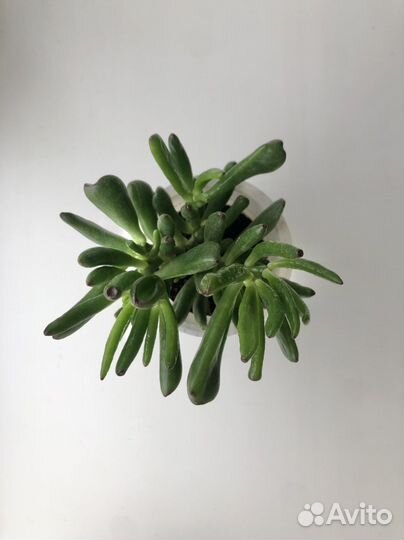 Суккуленты садики и черенки цены в описании