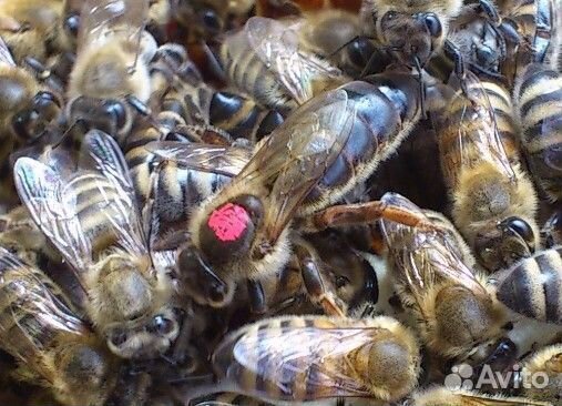 Плодные пчеломатки Карника 2024