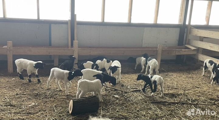 Баранчики и ярочки кроссы Дорпера (F1-F5)