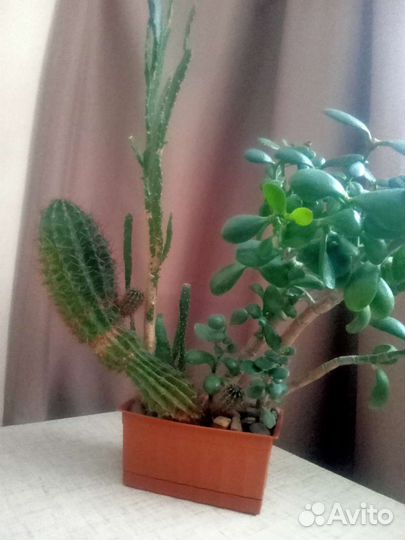 Композиции из кактусов