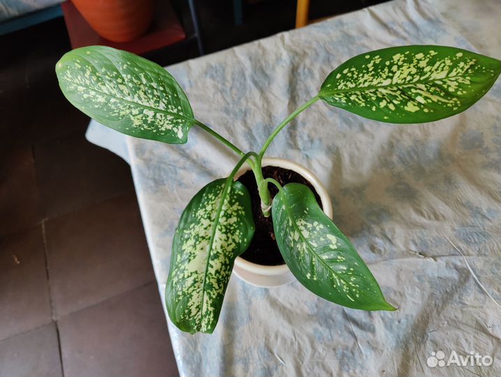 Диффенбахия