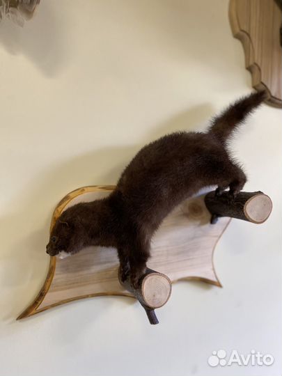 Чучело норки