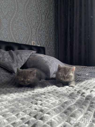 Шотландские котята