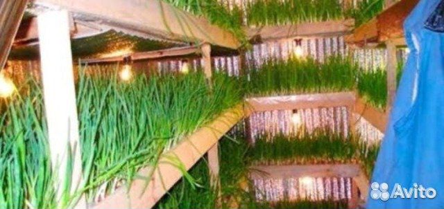 Ускоритель выращивания