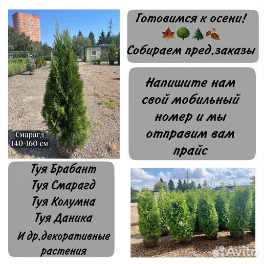 Туя смарагд