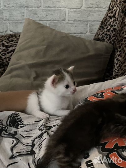 Отдам в добрые руки котят