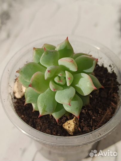 Суккуленты