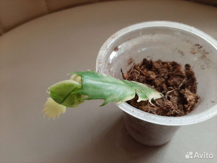 Декабрист шлюмбергера Madam Butterfly Variegated