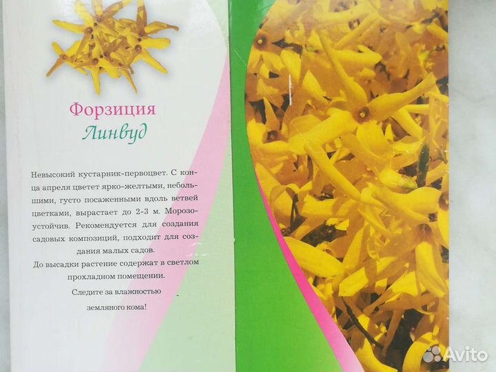 Форзиция, куст, весеннее цветение