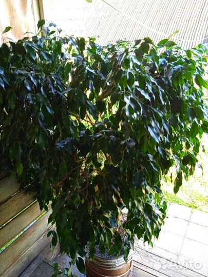 Фикус бенджамина большой
