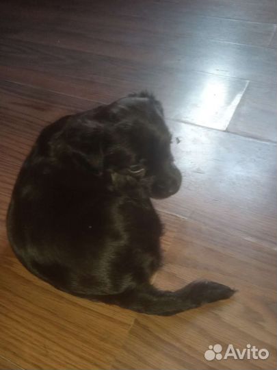 Маленькая собака