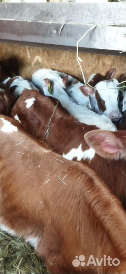 Телята бычки тёлки доставка бесплатная