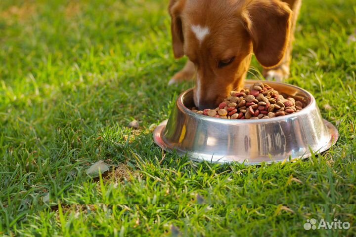 Сухой корм для собак крупных пород