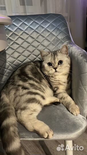 Отдам кошечку