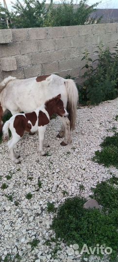 Мини лошадь