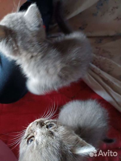 Кошка в дар бесплатно