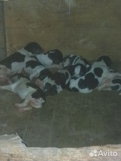 Кутята русская гончая пегая