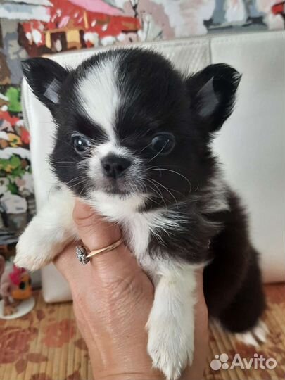 Нарядные девочка и мальчики чихуахуа