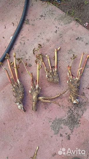 Многолетники