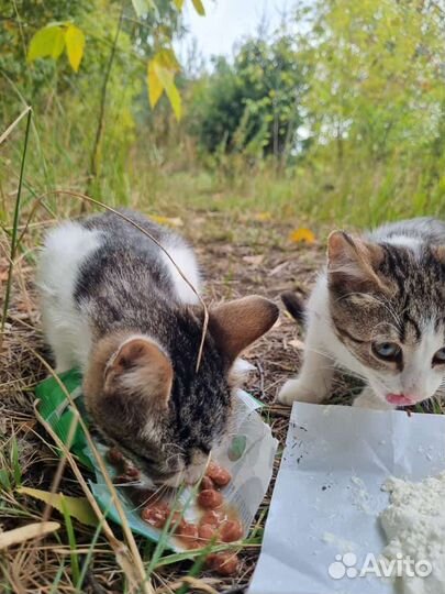 Бросили котят