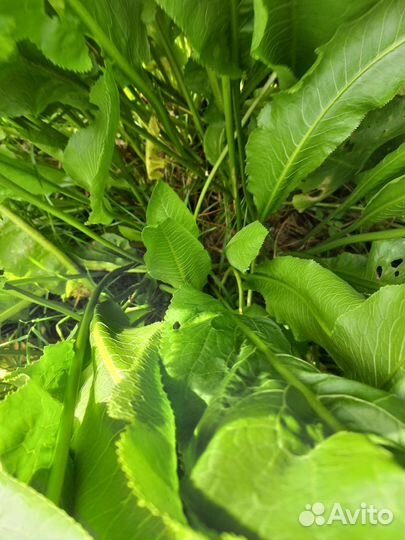 Полностью большой куст хрена с корнями и листьями