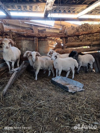 Овцы бараны