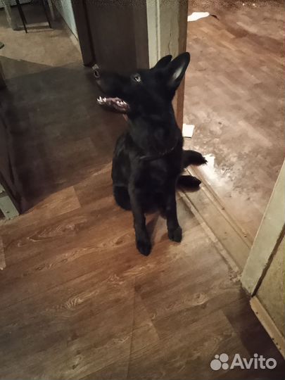 Немецкая овчарка