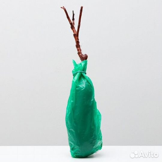 Виноград черный Потапенко