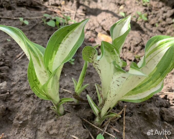 Сортовая хоста и др. Многолетники.Подарок-хоста)