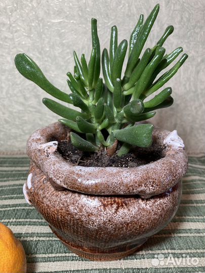 Комнатные растения - крассула овата хоббит