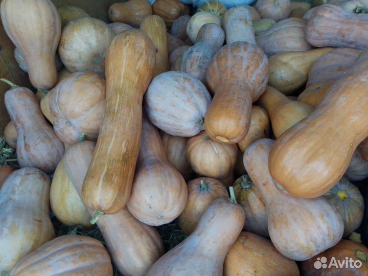 Тыква оптом