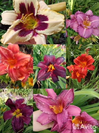 Лилейники, гравилат